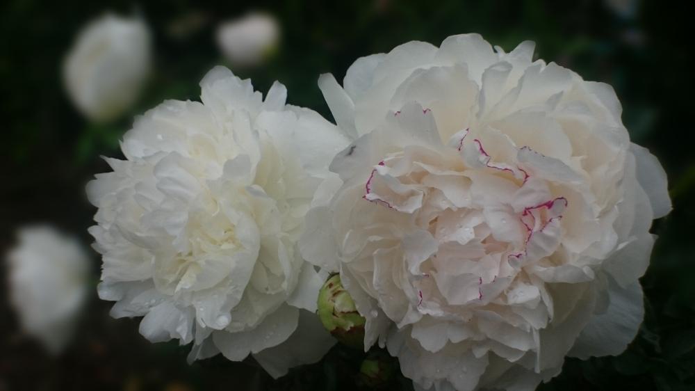 うちの芍薬 Greensnap グリーンスナップ