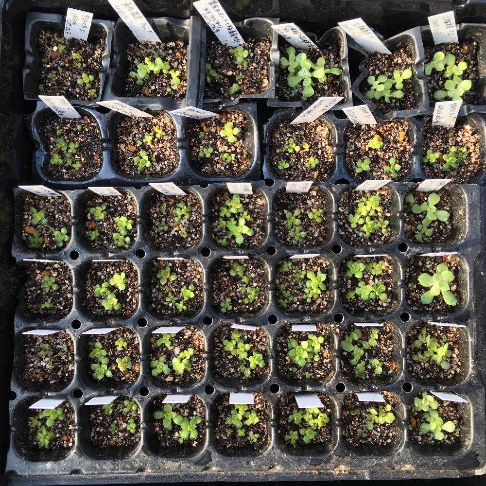 エケベリアの実生に初挑戦 17 18冬 Greensnap グリーンスナップ エケベリアの実生に初挑戦 17 18冬 Greensnap グリーンスナップ