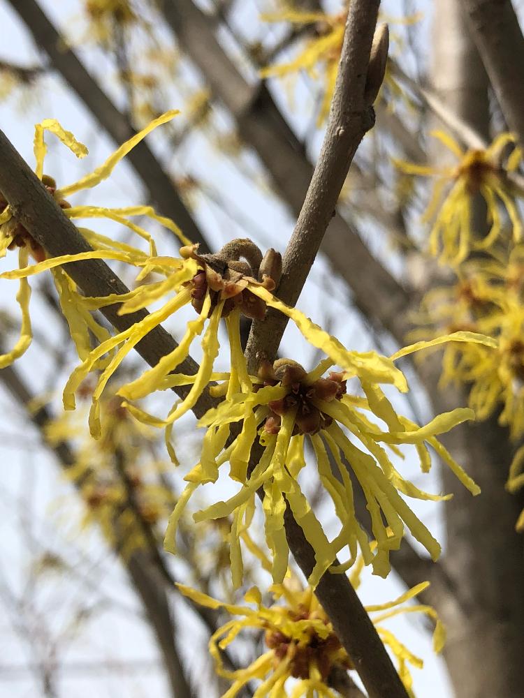 マンサクの投稿画像 By はちみつさん 花のある暮らしときれいな色とさいた と晴れ 18月3月25日 Greensnap グリーンスナップ