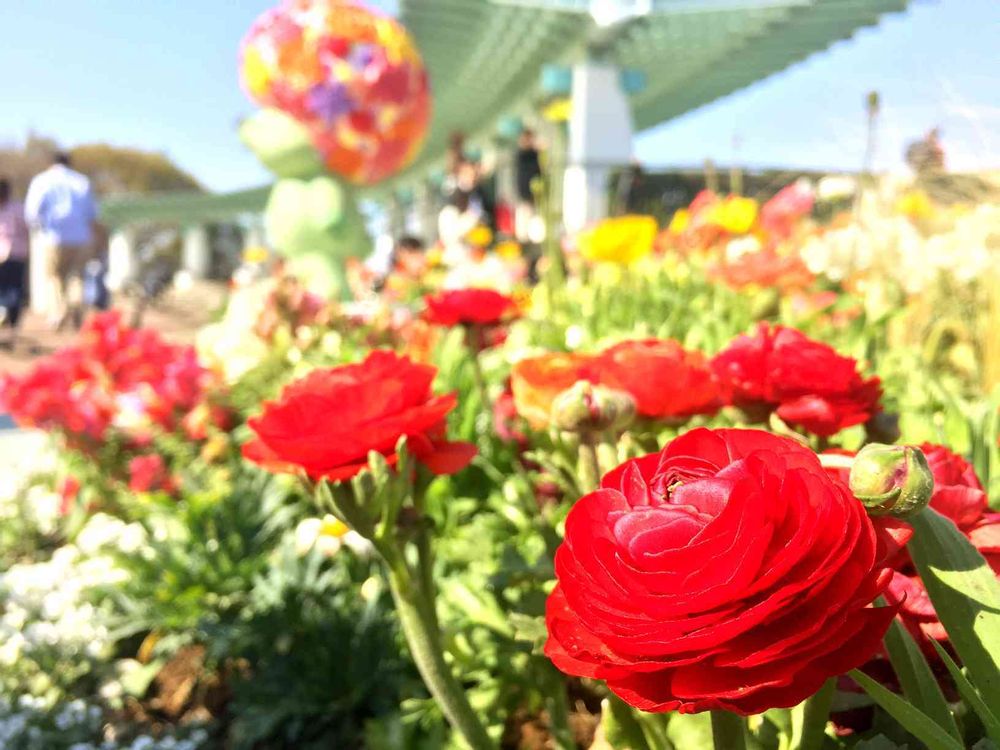 どんぐりさんの港の見える丘公園への投稿