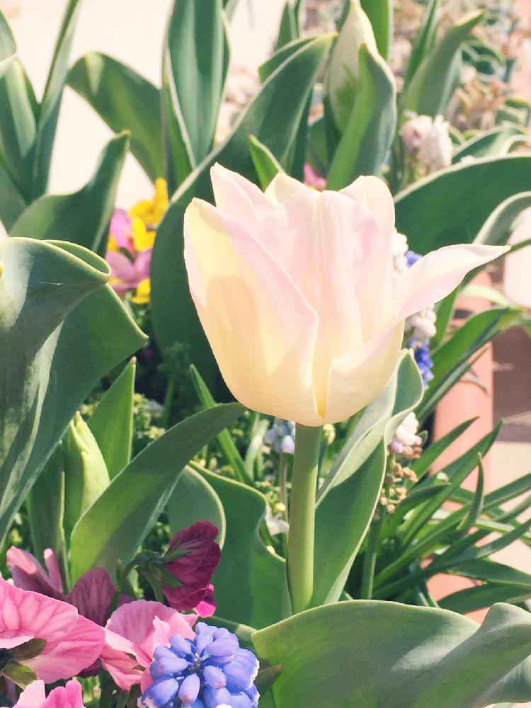 チューリップの投稿画像 By クリスタルさん 葉っぱと植中毒と花のある暮らしとかわいいな と咲いた 18月3月25日 Greensnap グリーンスナップ