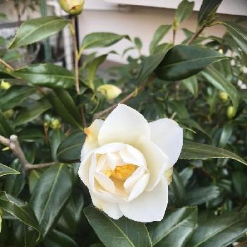 ツバキの白花の画像 by しゅんさん | 玄関とツバキの白花と植中毒と今日のお花と春ですね♪とビックリと花のある暮らしと植物が好きな人と繋がりたい