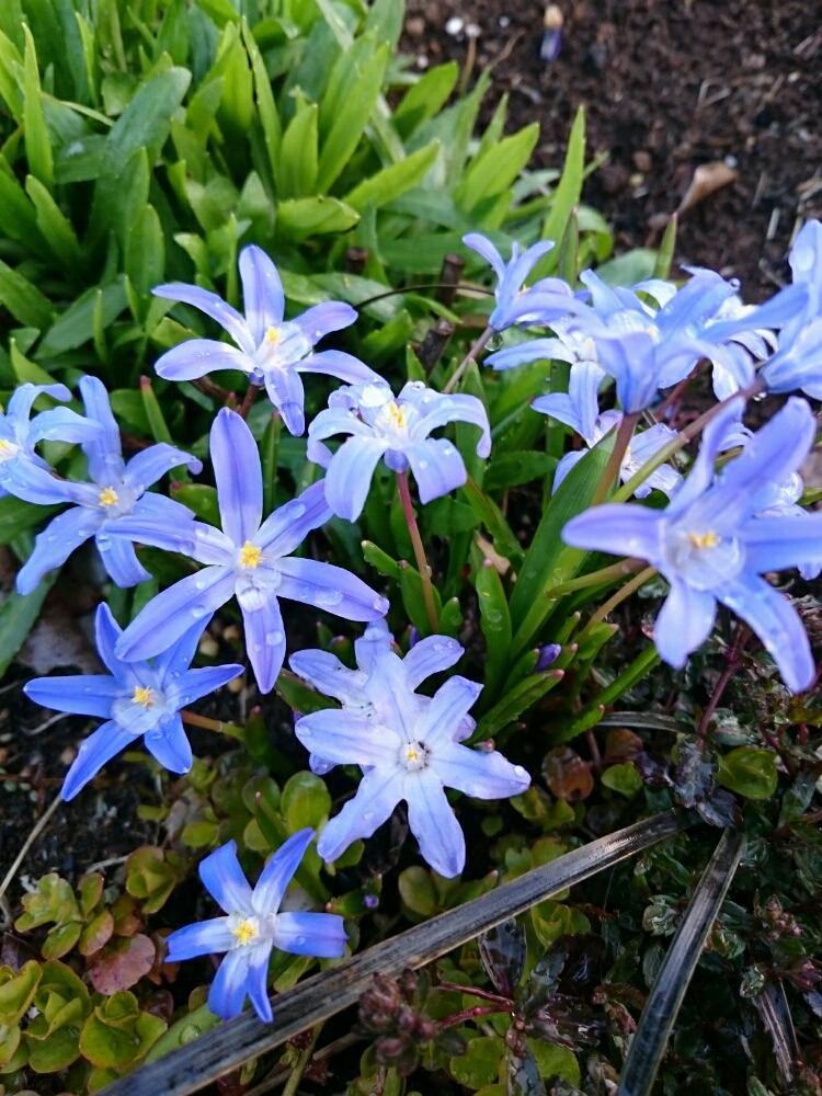 チオノドクサの投稿画像 By いたのかペリー さん 広い庭と青い花と植えっぱなしと球根と春の花 と青い花と植えっぱなしと球根と春の花 18月3月25日 Greensnap グリーンスナップ Greensnap グリーンスナップ