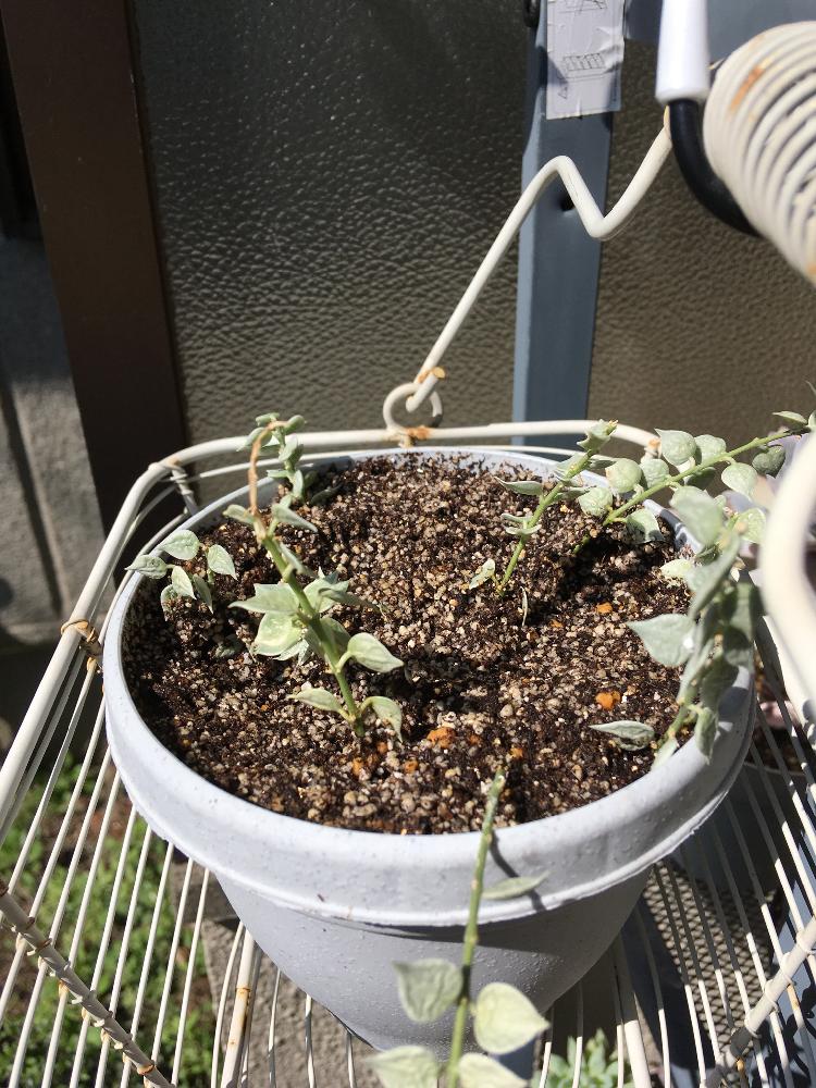 ディスキディア ミリオンハートの投稿画像 By Ringrincoさん みどりのある暮らしと観葉植物とグリーンインテリアとグリーン グリーン グリーン と ミリオンハートと挿し木とあったかいとグリーングリーン と植中毒とはるが来た と室内越冬とディスキディア属と