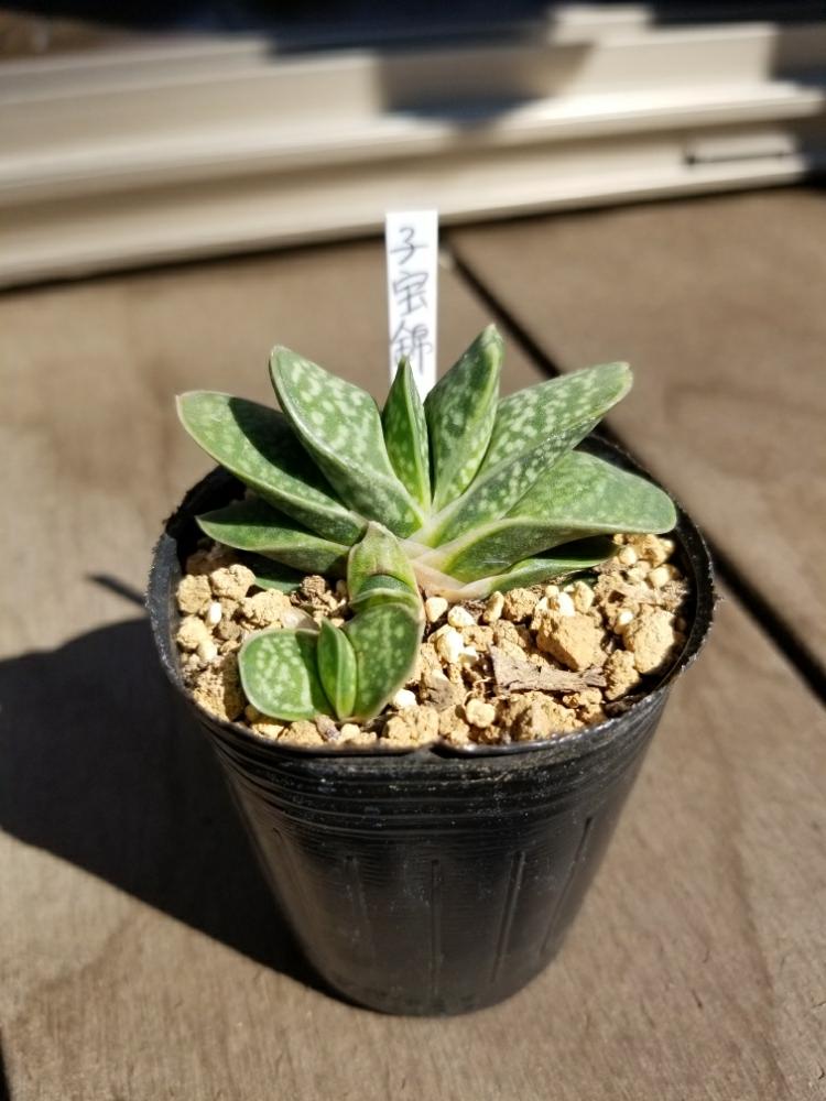 子宝錦の投稿画像 By けにいさん 多肉初心者と多肉植物とガステリア 18月3月25日 Greensnap グリーンスナップ 子宝錦の投稿画像 By けにいさん 多肉初心者と多肉植物とガステリア 18月3月25日 Greensnap グリーンスナップ