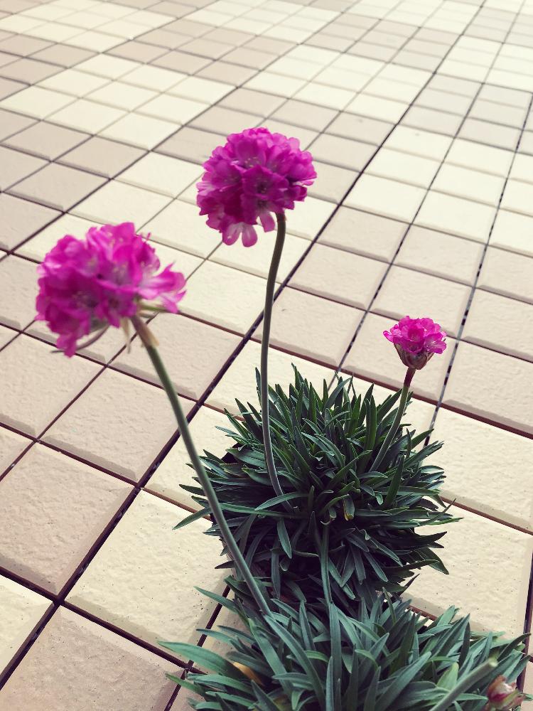 アルメリアの投稿画像 By 杏仁さん きれいな色と緑のもふもふと花のある暮らしと花が好きとかわいい 18月3月25日 Greensnap グリーンスナップ