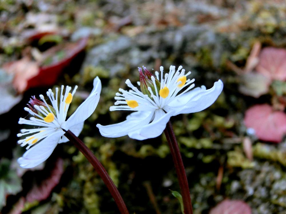 バイカオウレンの投稿画像 By チョウサンさん 山野草と白い花と春の訪れと春のはなと花言葉 18月3月26日 Greensnap グリーンスナップ