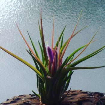 チランジア コルビーの投稿画像一覧 Greensnap グリーンスナップ