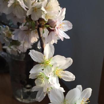 いつも ありがとうございますの画像 by 淳 こさん | 窓辺といつも ありがとうございますと緑で一息とみどりがあるからと節目にと『2018桜』コンテストといとおしい植物の表情フォトコン