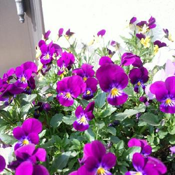 ダイソー種の画像 by 春イチゴさん | 広い庭とビオラと好きな花と好きな色とダイソー種とおきにいり ♡と植中毒と緑のある暮らしと花のある暮らしと紫の花