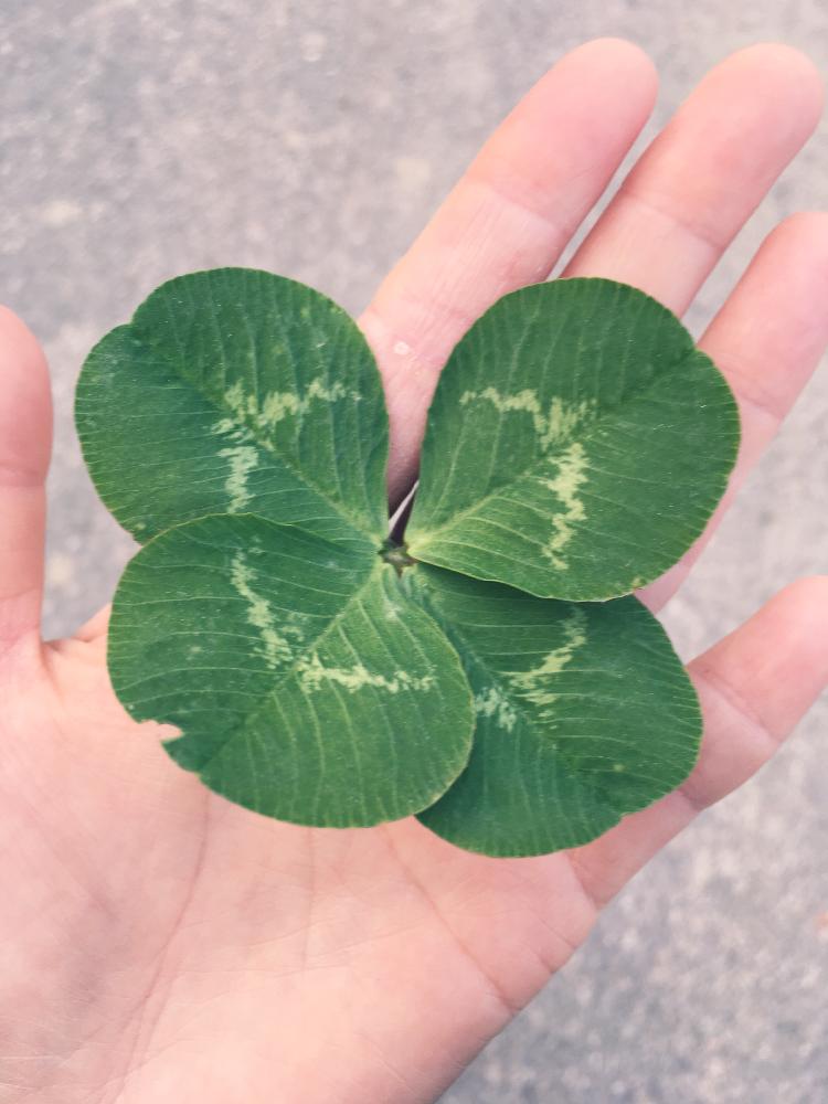 四つ葉のクローバーの投稿画像 By Pecoさん クローバーと神秘的と海外暮らし 18月3月26日 Greensnap グリーンスナップ