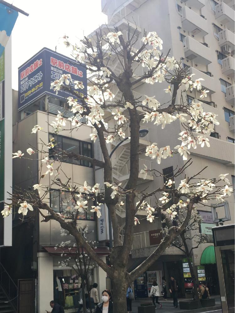 コブシの投稿画像 By ぷちとまさん 街路樹と白い花とお出かけ先と街路樹と白い花 18月3月 26日 Greensnap グリーンスナップ Greensnap グリーンスナップ