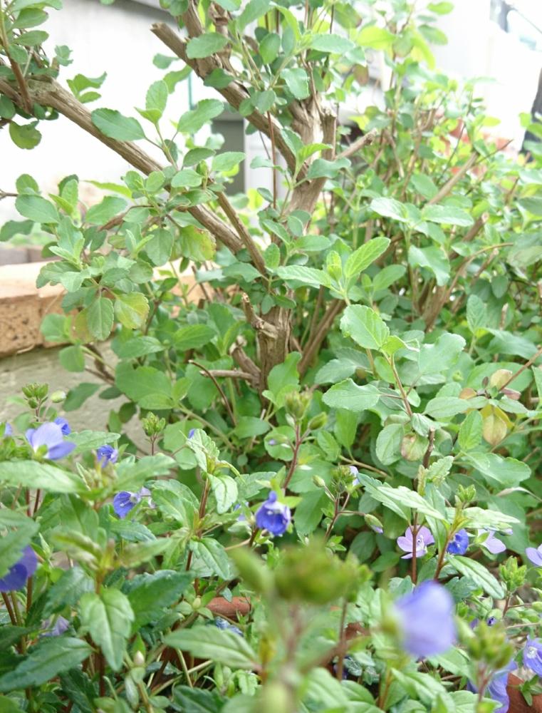 ベロニカ オックスフォードブルーの投稿画像 By あーるさん チェリーセージと小さな庭 18月3月27日 Greensnap グリーンスナップ Greensnap グリーンスナップ