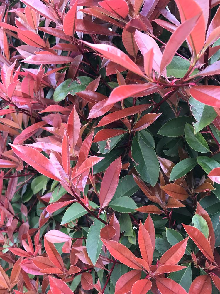 ベニカナメモチ レッドロビン の投稿画像 By Ayuayucchiさん クリスマスカラー 18月3月27日 Greensnap グリーンスナップ