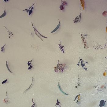 モビールの投稿画像一覧 Greensnap グリーンスナップ