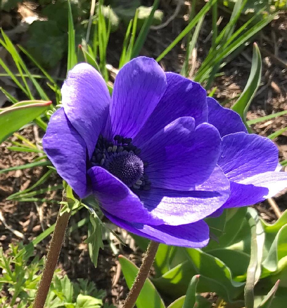 アネモネの投稿画像 By ひろちゃんさん 紫投稿と横浜と赤レンガ倉庫とガーデンネックレス横浜18と神奈川県の風景とパープル投稿 18月3月27日 Greensnap グリーンスナップ