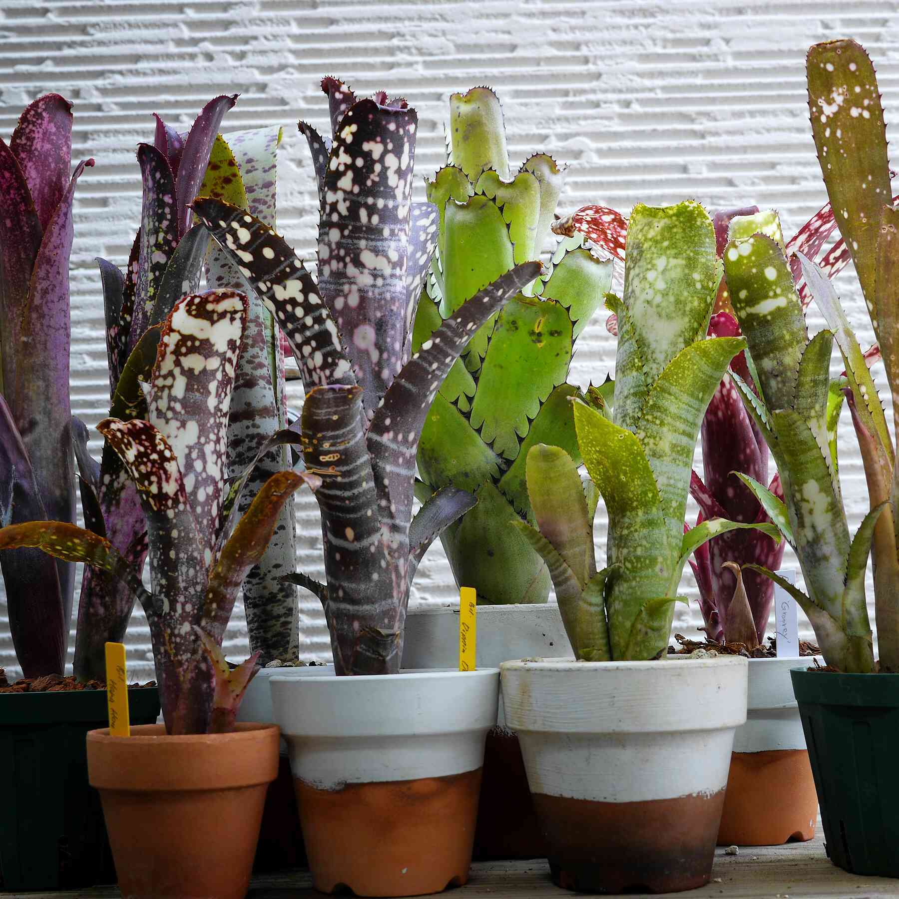 タンクブロメリアの育成の基本｜🍀GreenSnap（グリーンスナップ）