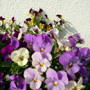 ダイソー種の画像 by 春イチゴさん | 広い庭とビオラと好きな花と好きな色とダイソー種とおきにいり ♡と植中毒と緑のある暮らしと花のある暮らしと紫の花とパープル投稿