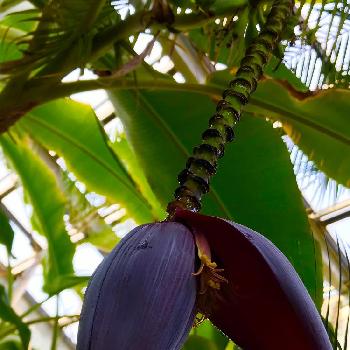 植物園温室の画像 by あい☆さん | パープル投稿とタイワンバナナの苞とバショウ科と植物園温室