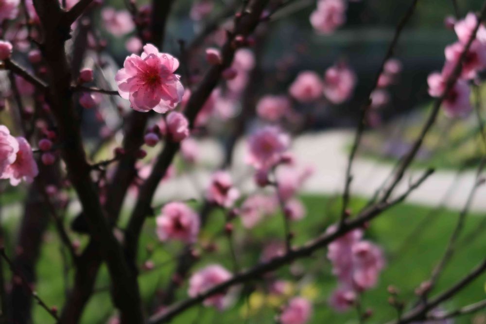 Garden Necklaceさんの里山ガーデン（大花壇）への投稿