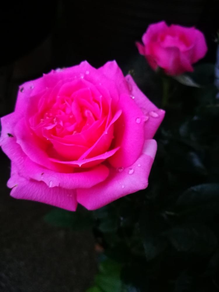 ピンク 薔薇の投稿画像 By Sunflowerさん Pink Loveと薔薇 に魅せられてといとおしい植物の表情フォトコンとはるが来た と花のある暮らしと可愛いピンク色 とバラ ミニバラと春って素敵 とバルコニスト 18月3月27日 Greensnap グリーンスナップ