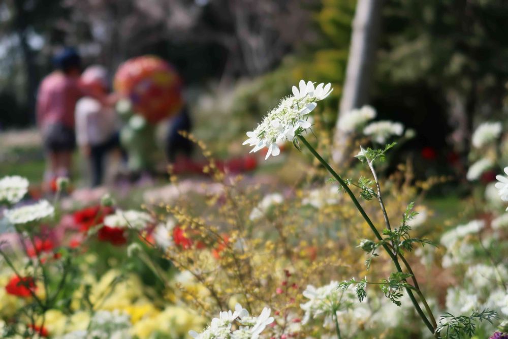 Garden Necklaceさんの里山ガーデン（大花壇）への投稿