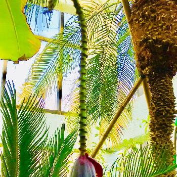 植物園温室の画像 by あい☆さん | お出かけ先と植物園温室とタイワンバナナの苞とヤシと熱帯植物