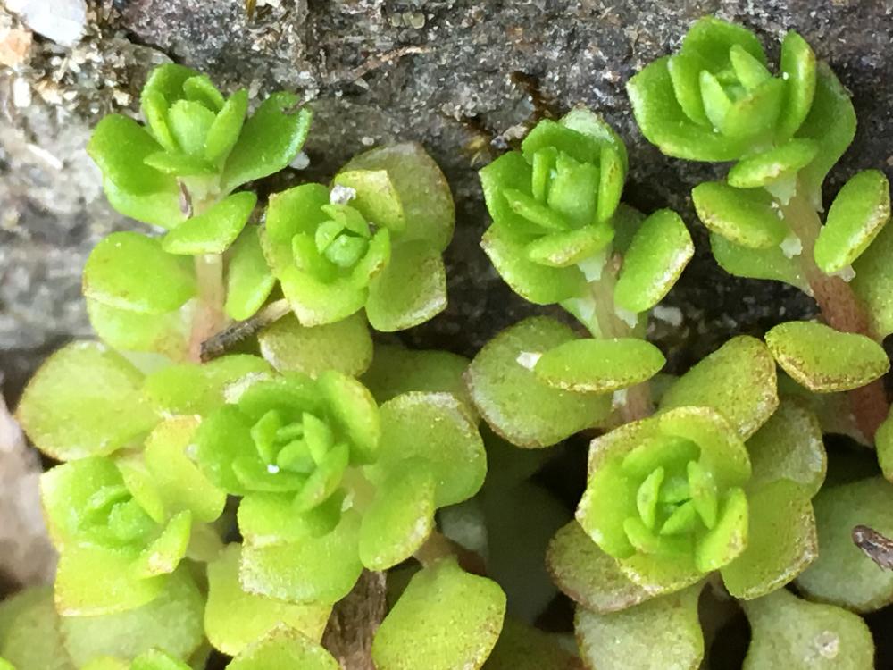 マンネングサの投稿画像 By ノンビリーナさん 雑草 18月3月28日 Greensnap グリーンスナップ