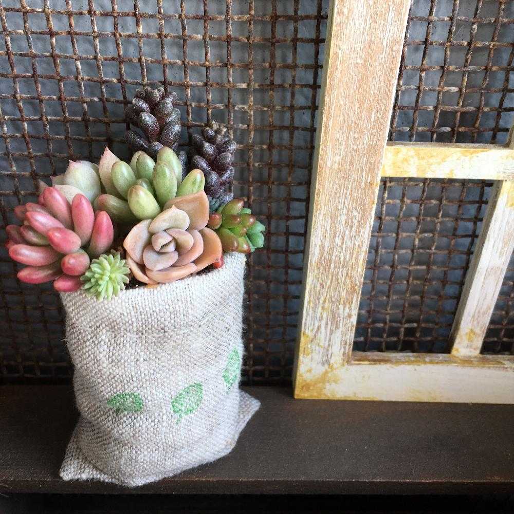 簡単手縫いで布鉢を作ろう Greensnap グリーンスナップ