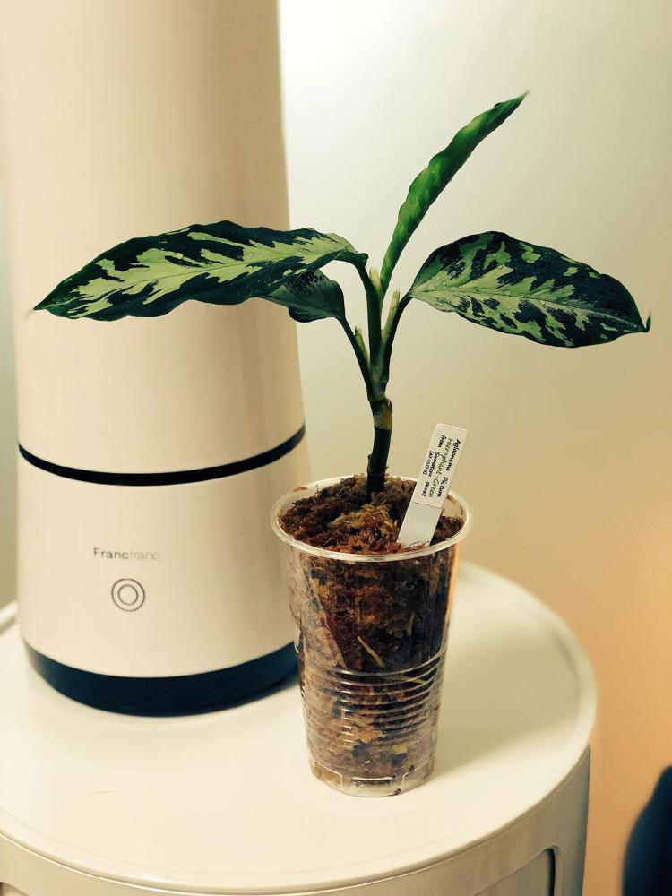 観葉植物 アグラオネマ 花言葉