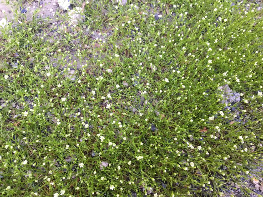 ツメクサの投稿画像 By 夢叶 さん 可愛いと可愛い雑草とかわいい雑草と小さい花 18月3月28日 Greensnap グリーンスナップ
