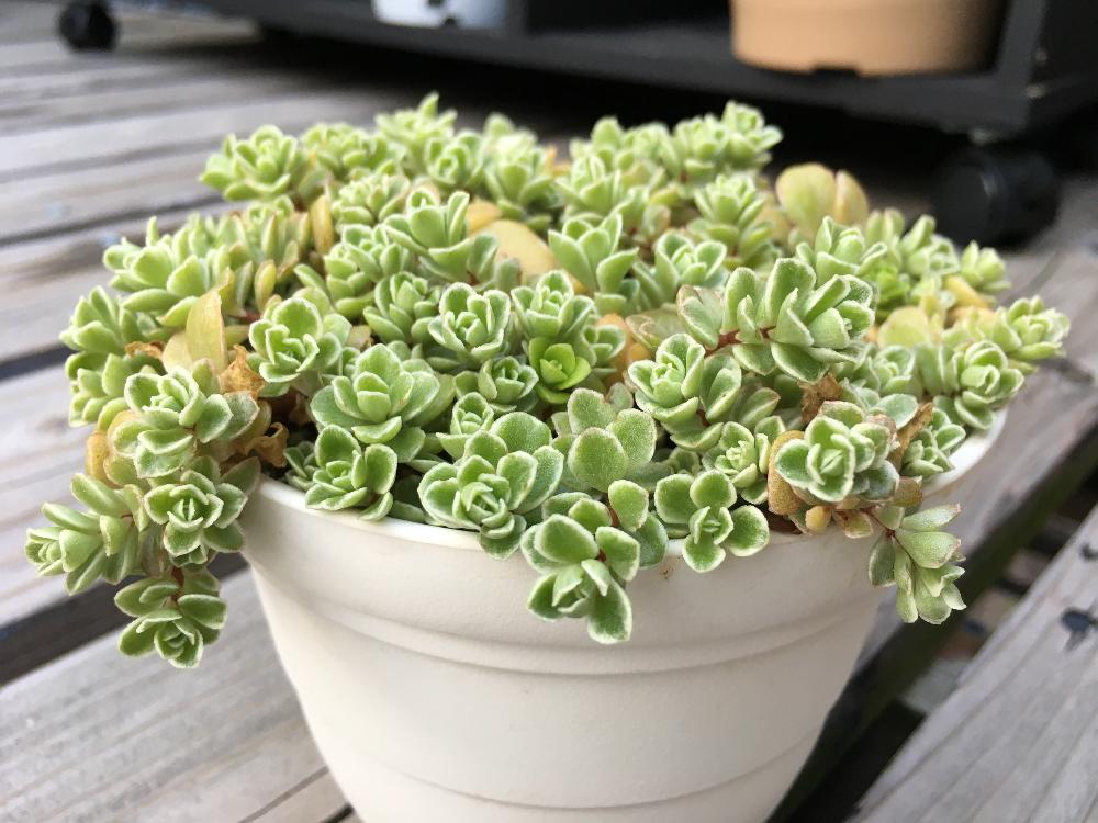 斑入り丸葉万年草の投稿画像 By よーこさん 丸葉万年草 18月3月28日 Greensnap グリーンスナップ