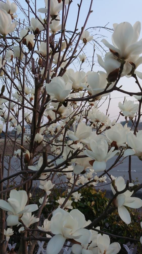 白木蓮の投稿画像 By のらはなさん モクレン属とモクレン科と植中毒と花のある暮らしと白い花 18月3月28日 Greensnap グリーンスナップ