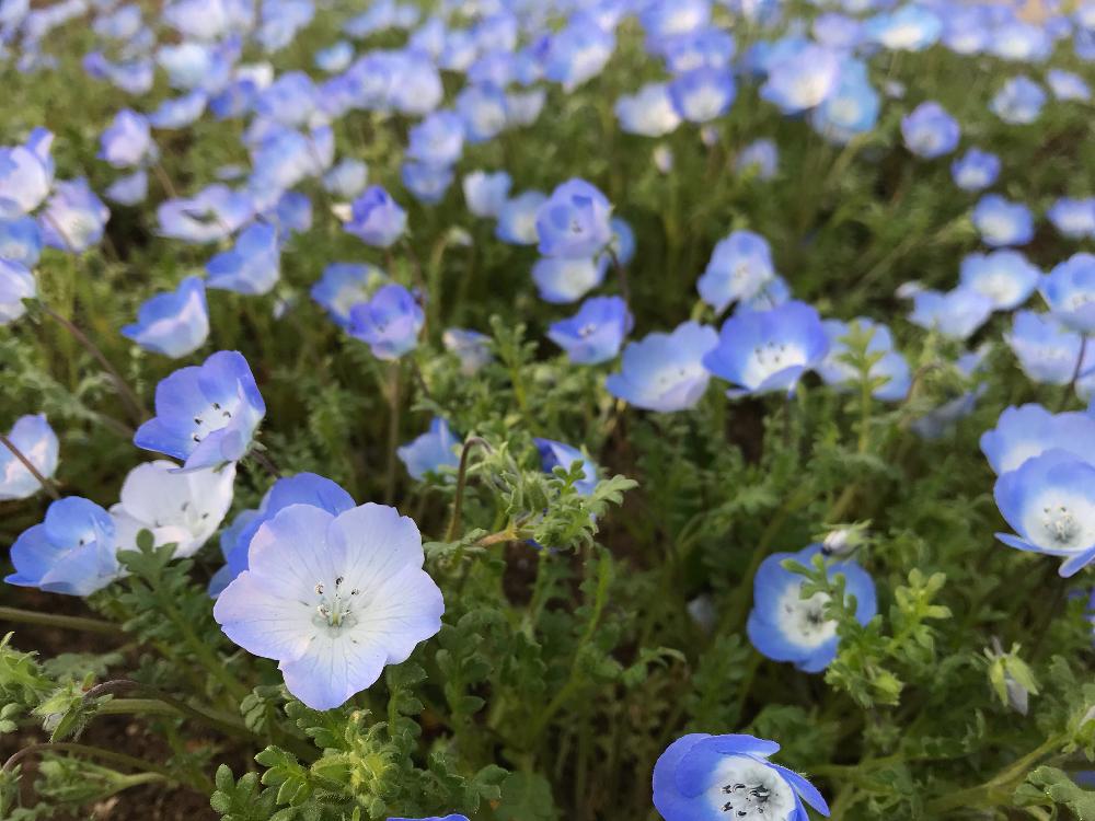 ネモフィラの投稿画像 By さとこさん 花言葉と誕生花と花言葉と青い花とさくら広場と千葉県 18月3月28日 Greensnap グリーンスナップ
