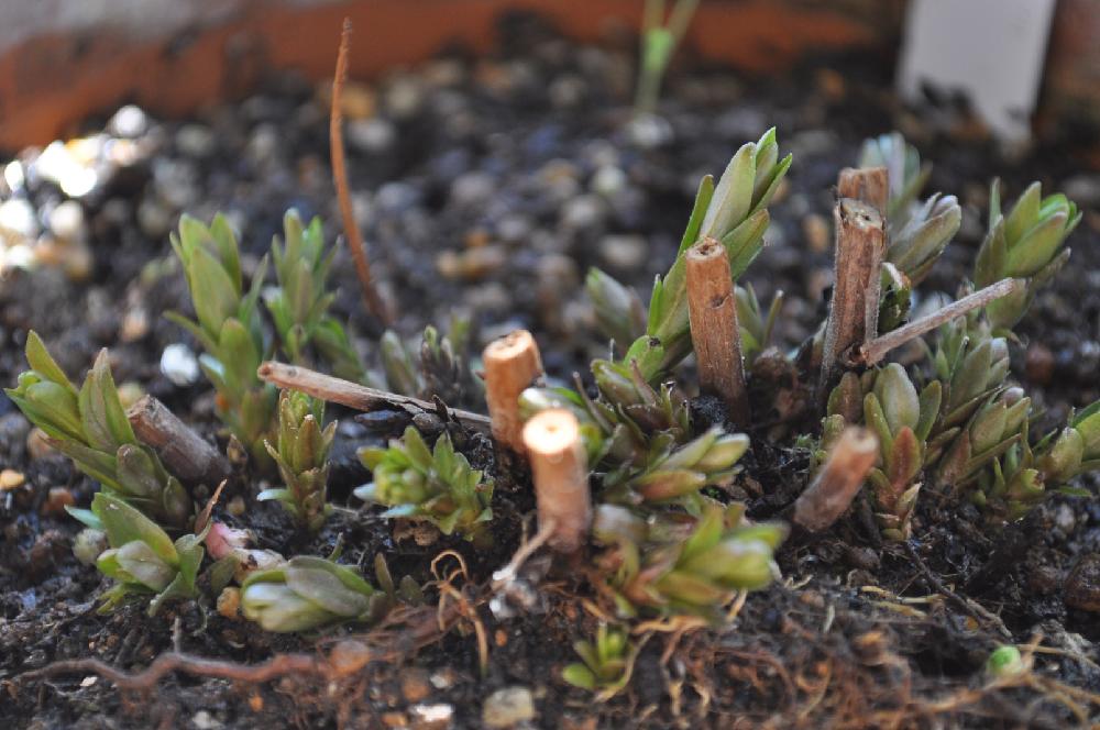 ミソハギの投稿画像 By Tetu Rawさん 18月3月28日 Greensnap グリーンスナップ