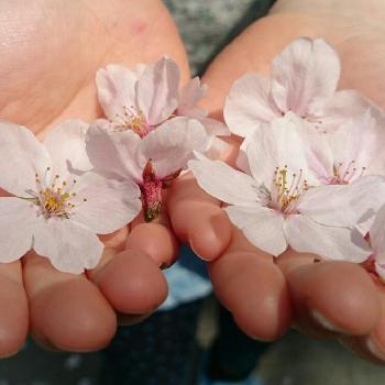小さな手の画像 by saeさん | お出かけ先とサクラと『2018桜』コンテストと小さな手とお花見と春爛漫
