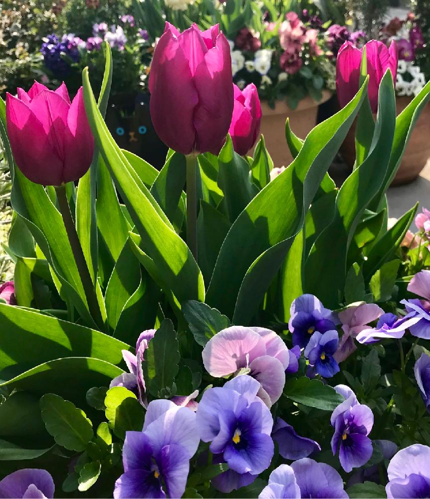 チューリップの投稿画像 By ひろちゃんさん パンジーと寄せ植えとブルーインプ 18月3月29日 Greensnap グリーンスナップ