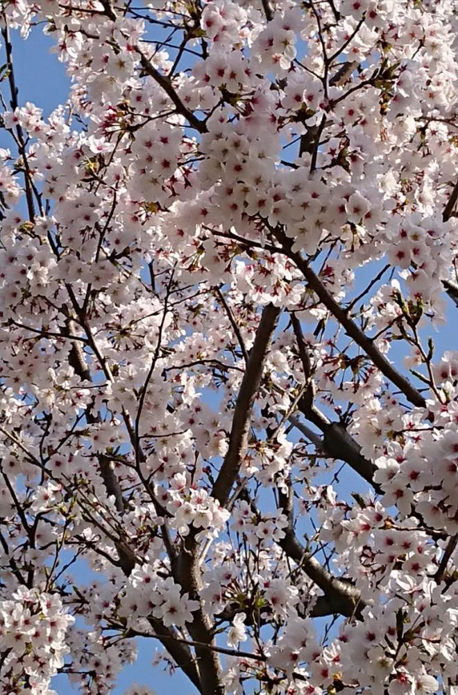 サクラの投稿画像 By まりさん かわいい と植中毒と今日の一枚とさくら 桜 サクラとタニラーと花のある暮らしと多肉初心者とバルコニスト 18月3月29日 Greensnap グリーンスナップ