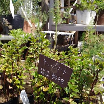 大型園芸店の投稿画像一覧 Greensnap グリーンスナップ