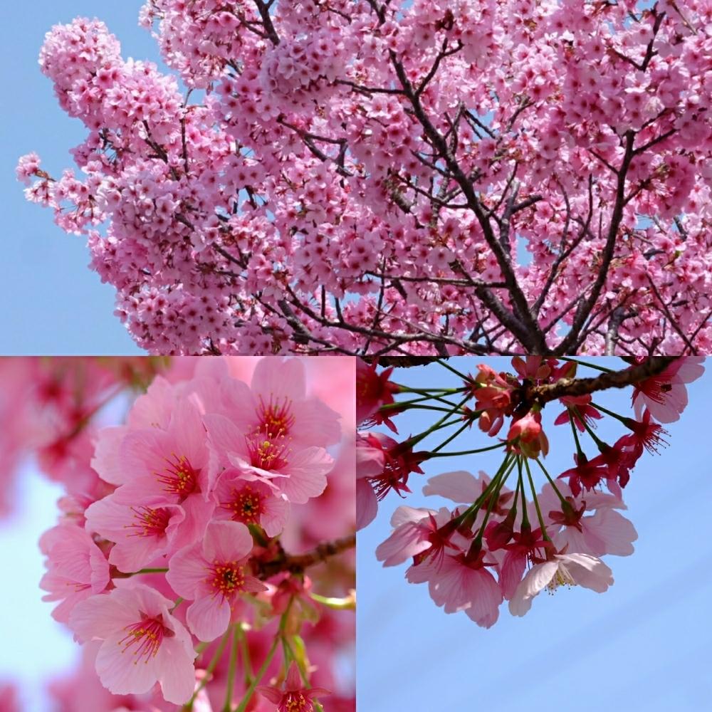 濃いピンク色の投稿画像 By Robin さん 川沿いの桜並木とピンク色と綺麗と桜の花 と可愛いと花びらと花のある暮らしと花粉症に負けないとサクラ 18月3月29日 Greensnap グリーンスナップ