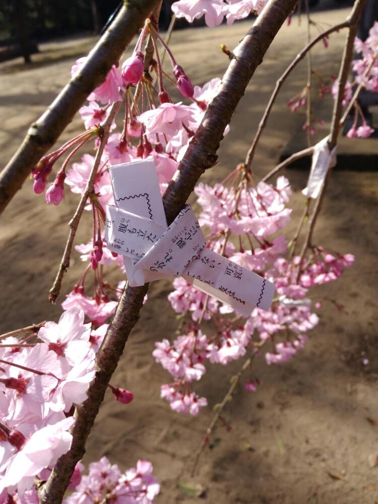 仙台しだれ桜の投稿画像 By Kokoさん お出かけ先と 18桜 コンテストと花のある暮らしと 18桜 コンテストと花のある暮らし 18月3月29日 Greensnap グリーンスナップ Greensnap グリーンスナップ