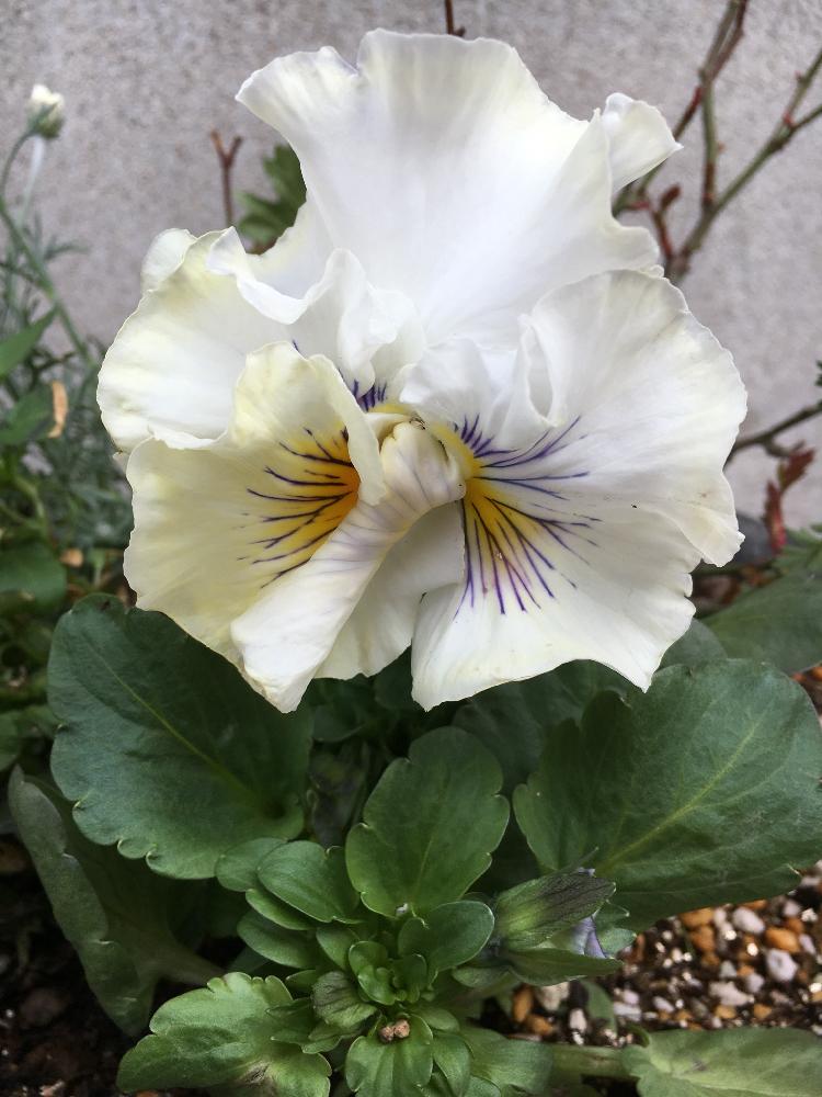 パンジーの投稿画像 By コーネリアさん ビオラ パンジーと白いお花と花のある暮らしと春の庭仕事とフリル咲き 18月3月29日 Greensnap グリーンスナップ