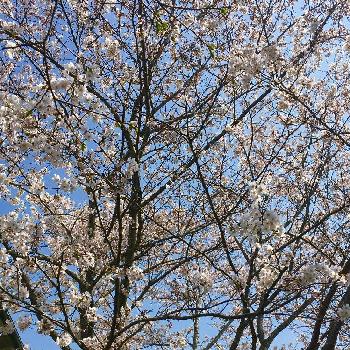 特別な日の画像 by さくらさん | 広い庭と桜 ソメイヨシノと特別な日と春爛漫と一番好きな花