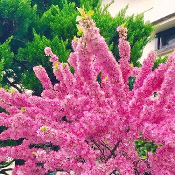 庭梅の花の画像 by Toshieさん | お出かけ先とGS映えとピンク！ピンク！ピンク！とピンクの花と庭梅の花といっぱいと濃いピンク色とステキ☆ときれいな色