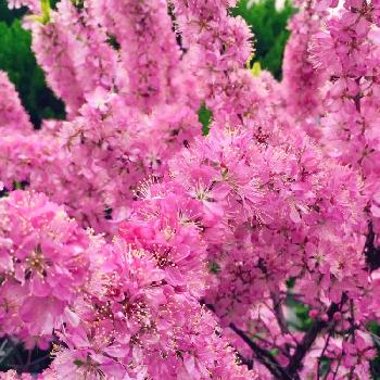庭梅の花の画像 by Toshieさん | お出かけ先とピンク！ピンク！ピンク！とGS映えとかわいい花と庭梅の花と濃いピンク色といっぱいとステキ☆と満開ときれいときれいな色と花びらと花のある暮らし