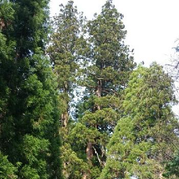 に対応する 原油 トリップ 花 脊 の 三 本杉 Cgt Expo Jp に対応する 原油 トリップ 花 脊 の 三 本杉 Cgt Expo Jp