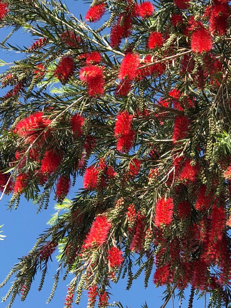 ブラシの木の投稿画像 By エ リ さん 春の季節に咲くと赤い色の花とフトモモ科とブラシノキ属とブラシの木 とオーストラリア原産地 18月3月30日 Greensnap グリーンスナップ