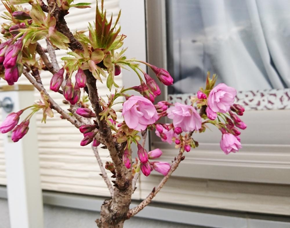 旭山桜の投稿画像 By 92さん 開花とさわやかな朝といとおしい植物の表情フォトコンとはなはなと 18桜 コンテストと植中毒とさくら 桜 サクラ と完全に植中毒と植物中毒と一才桜旭山と旭山桜 とかわいいな とサクラ と旭山桜の盆栽 18月3月30日 Greensnap