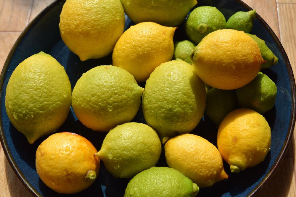 レモンの投稿画像 By おすみさん 植中毒と鉢植えレモンとおうちレモンとベランダ栽培 18月3月30日 Greensnap グリーンスナップ