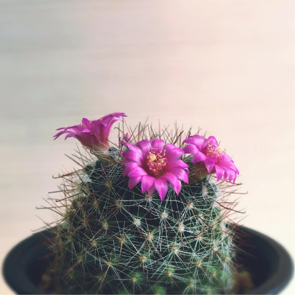サボテンの花の投稿画像 By ベルさん サボテン科とピンクの花 18月3月30日 Greensnap グリーンスナップ